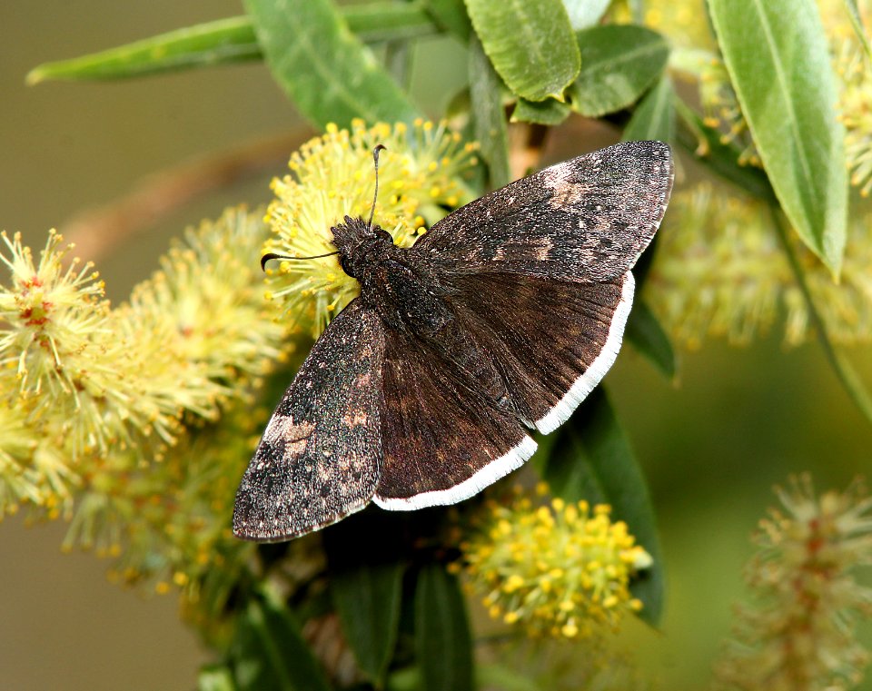 DUSKYWING, MOURNFUL (Erynnis tristis) (3-27-11) patagonia lake, scc, az