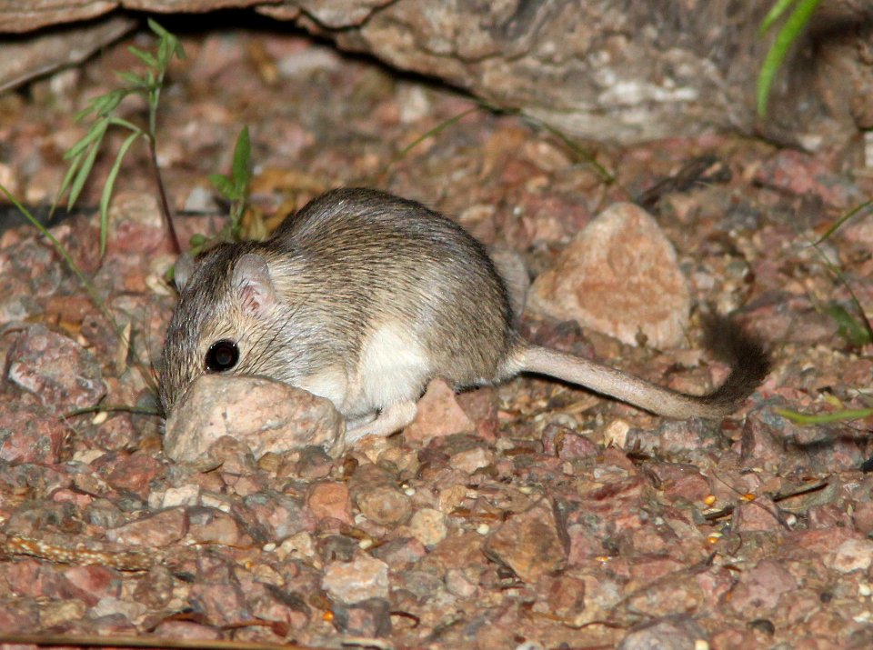 MOUSE, sp (8-3-13) 78 circulo montana, patagonia lake ranch estates, scc, az -3