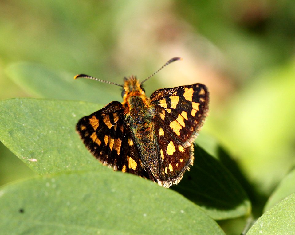 SKIPPER, ARCTIC (Carterocephalus palemon) (6-16-12) douglas co, or  (2)