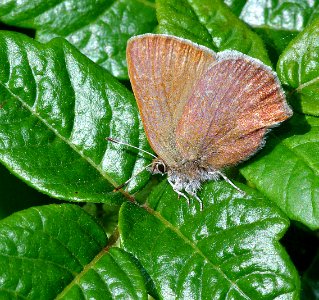 ELFIN, BROWN (callophrys augustinus) (4-6-07) cerro alto, slo co, ca (1) photo