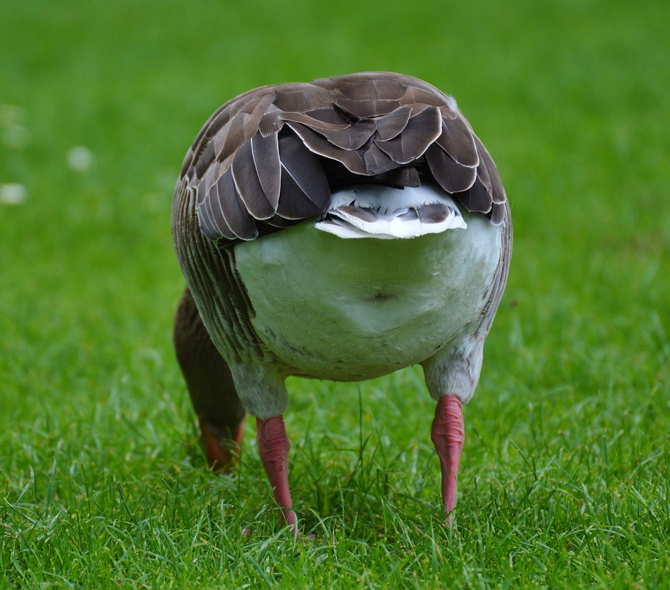 Water bird poultry bill