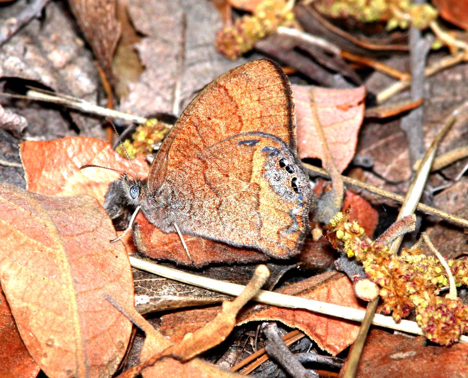 SATYR, CANYONLANDS (Cyllopsis pertepida) (5-11-13) temporal gulch, santa rita mts, scc, az