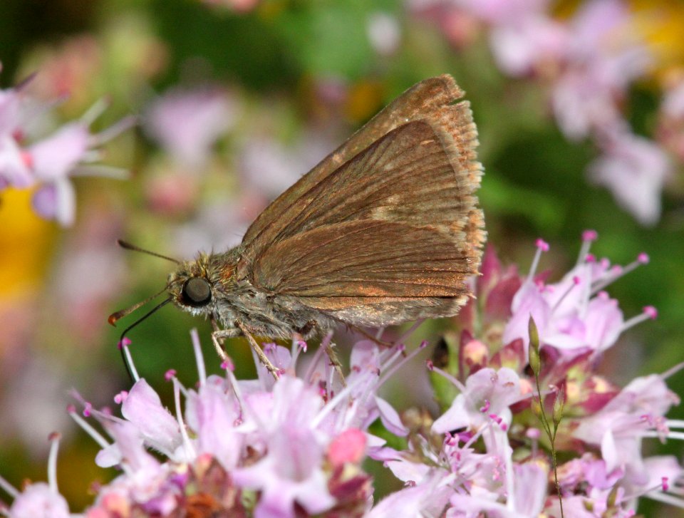 SKIPPER, DUN (Euphyes vestris) (8-6-09) stonington, maine  (7)