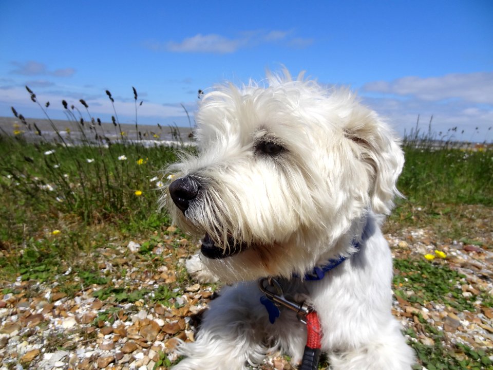 THE DOG