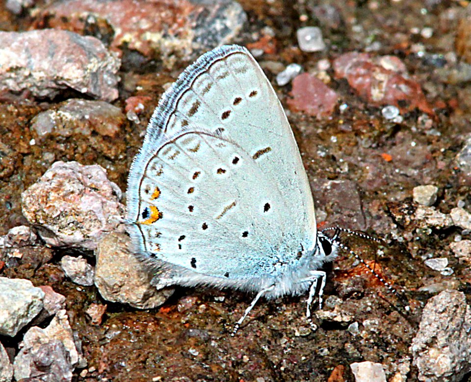 TAILED-BLUE, WESTERN (Cupido amyntula) (8-15-10) los alamos, nm  (2)