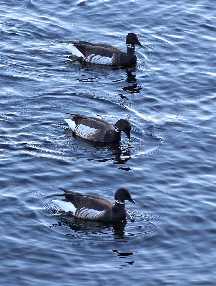 014 - BRANT (12-31-2014) morro bay, slo co, ca -04