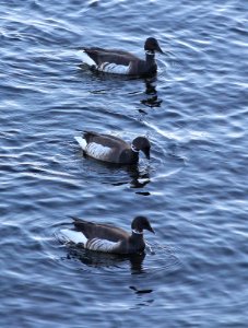 014 - BRANT (12-31-2014) morro bay, slo co, ca -04