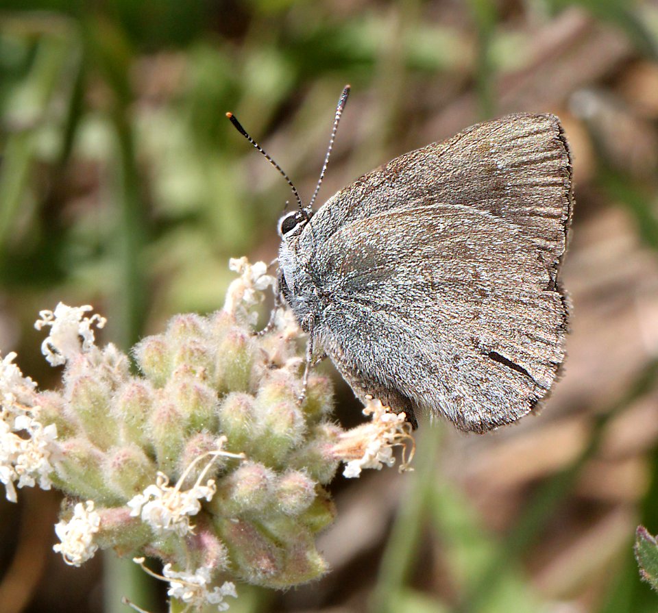 HAIRSTREAK, SAGEBRUSH SOOTY (Satyrium fulginosa) (8-24-11) 7500 ft, amador co, ca  (3)