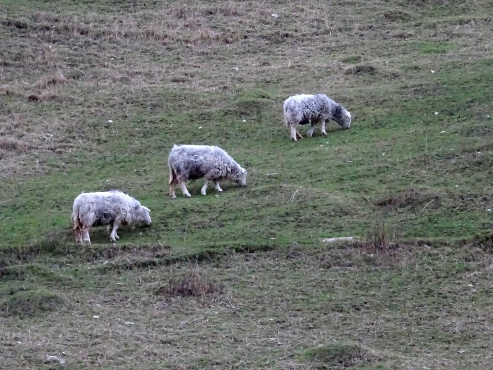 CORFE CASTLE SHEEP