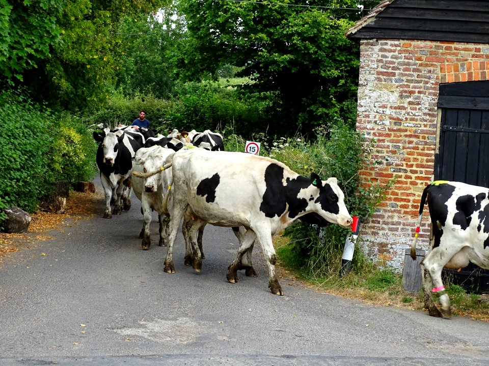 Cows going for a walk