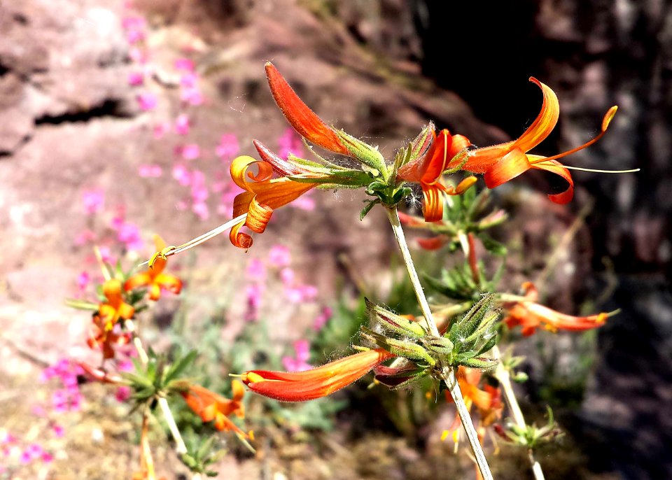 ARIZONA HONEYSUCKLE (Lonicera arizonica) (4-9-14) pena blanca lake, scc, az