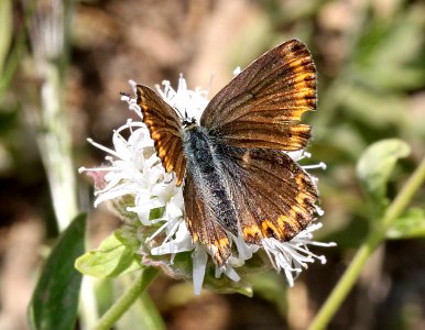 BLUE, MELISSA (Plebejus melissa) (8-24-11) 7500 ft, amador co, ca - 04