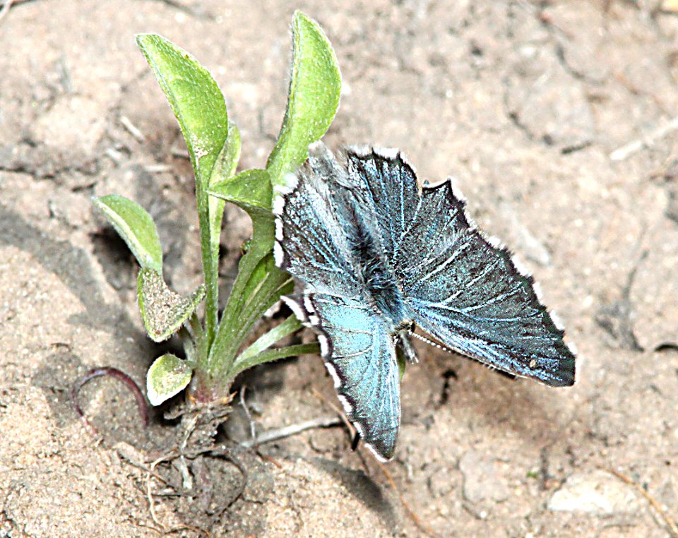BLUE, ARROWHEAD (Glaucopsyche piasus) (6-16-11) carcass cr, wayne co, ut - 04
