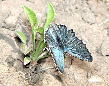 BLUE, ARROWHEAD (Glaucopsyche piasus) (6-16-11) carcass cr, wayne co, ut - 04