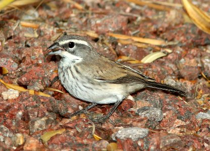 880 - BLACK-THROATED SPARROW (7-3-11) 78 circulo montana, patagonia lake ranch estates, scc, az - immature (1)