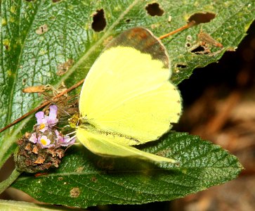 YELLOW, MIMOSA (Pyrisitia nise) (4-18-12) national butterfly center, mission, tx -01