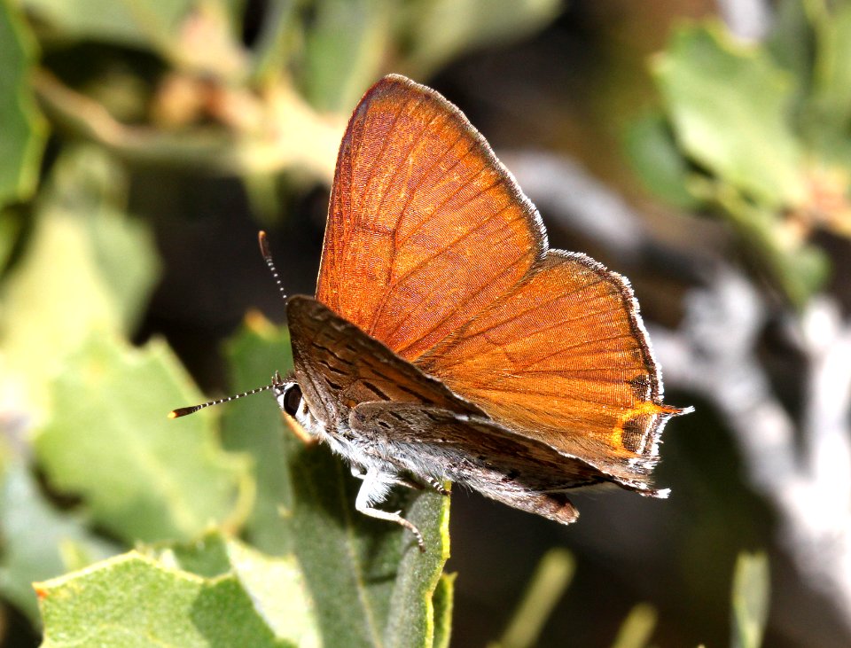 COPPER, TAILED (Lycaena arota) (6-30-10) male, 1.7 mile road, caliente ridge, carrizo plain nat mon   (1)