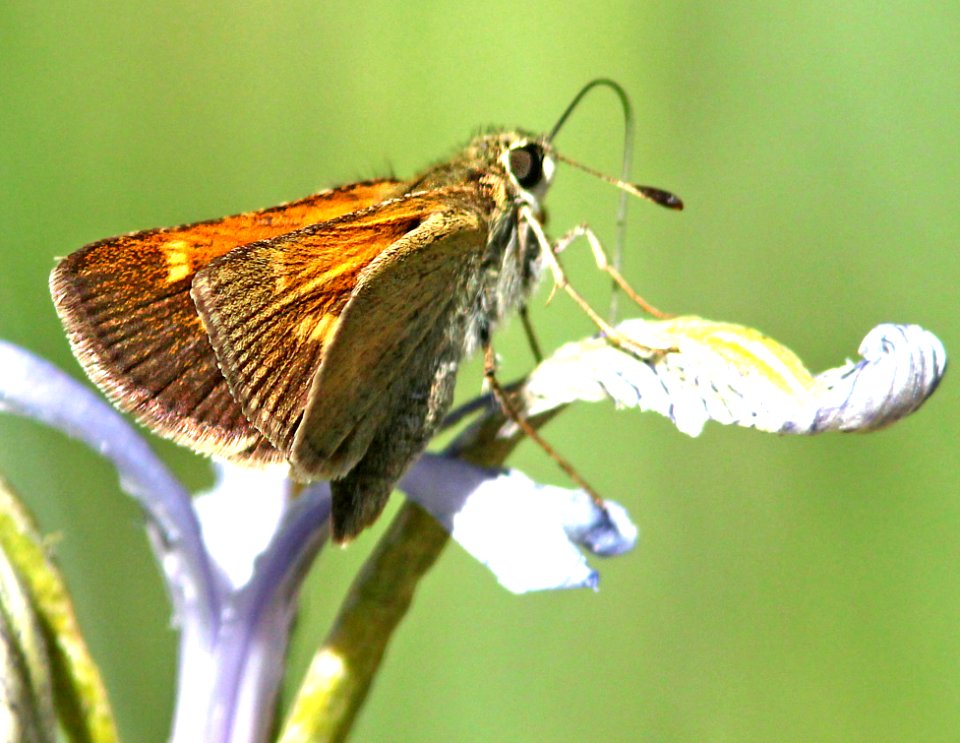 SKIPPER, TAWNY-EDGED (Polites themistocles) (6-14-13) 8500 ft, alpine divide c g, 4 m south of alpine, apache co, az   (5)
