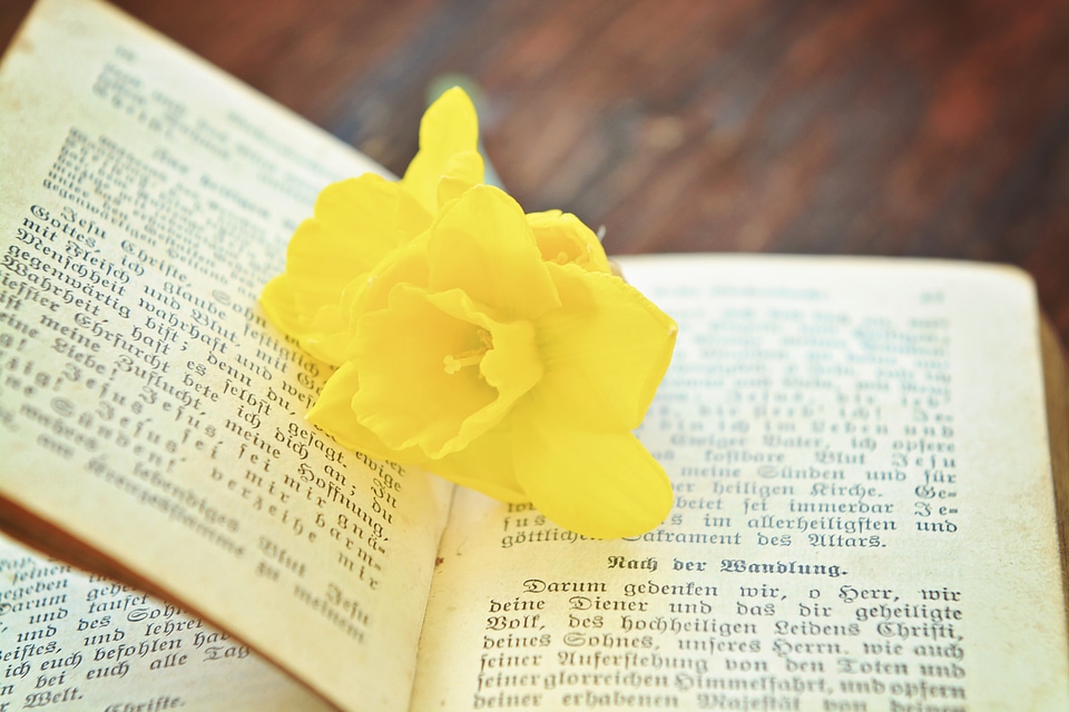 Religion flower narcissus