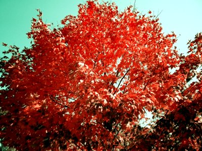 Fall Tree in Technicolor photo