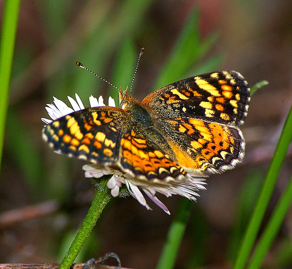 CRESCENT, FIELD (phycoides campestris) (5-20-07) los alamos,nm -2