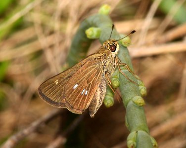 SKIPPER, OBSCURE (Panoquinapanoquinoides) (3-12-13) everglades national park, monroe co, fl