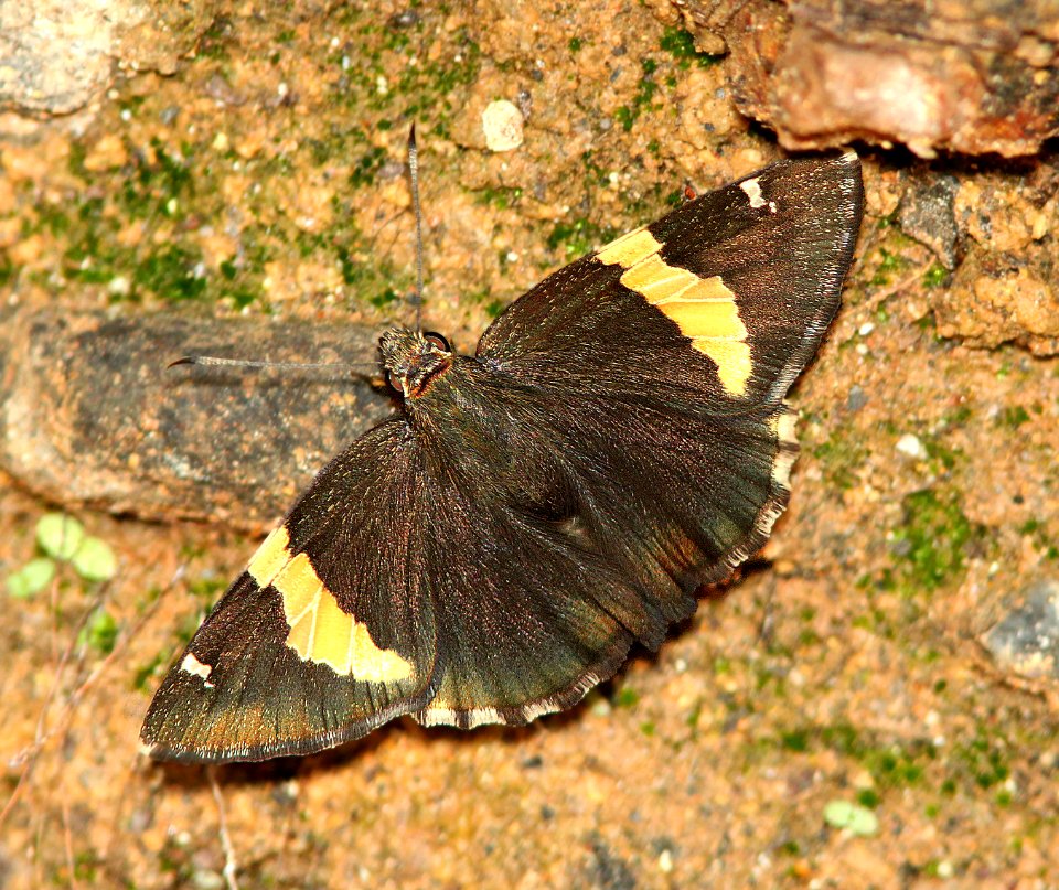BANDED-SKIPPER, GOLDEN (Autochton cellus) (7-19-12) harshaw road, patagonia mts, scc, az -02