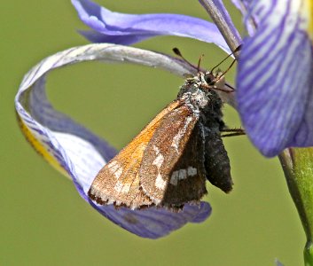 SKIPPER, MORRISON (Stinga morrisoni) (6-14-13) 8500 ft, alpine divide c g, 4 m south of alpine, apache co, az  (2)