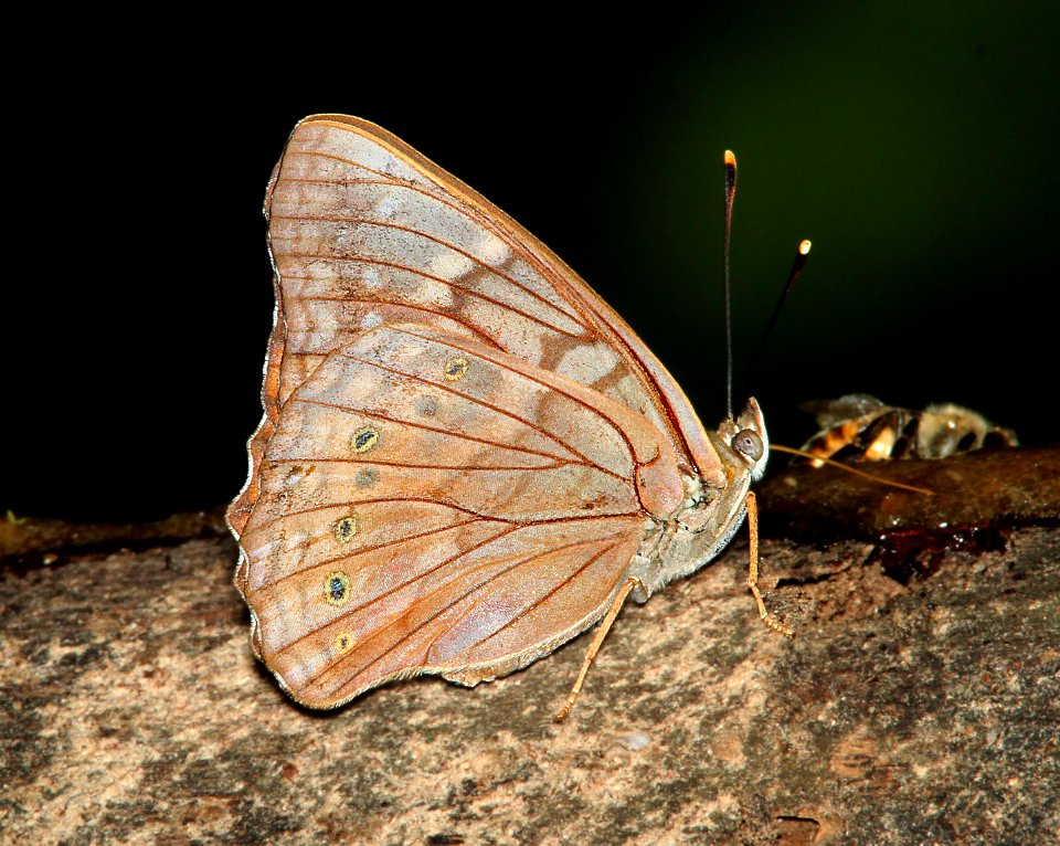 EMPEROR, TAWNY (Asterocampa clyton) (3-8-12) national butterfly center, mission, tx