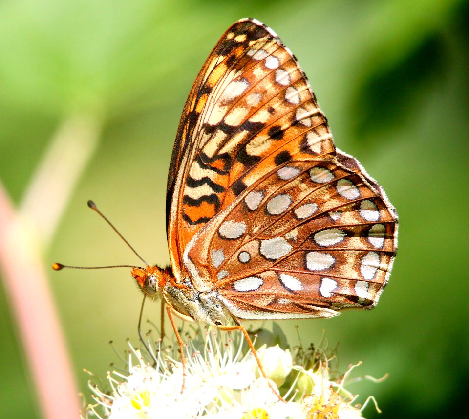 FRITILLARY, GREAT BASIN (Speyeria egleis) (6-17-12) cook and green pass area, siskiyou co, ca -01