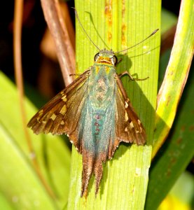 SKIPPER, LONG-TAILED (Urbanus proteus) (11-4-07) dublin, ga  (1)
