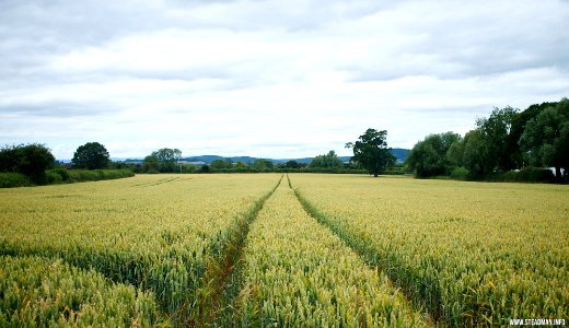 Marden Fields