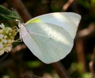 SULPHUR, LYSIDE (Kricogonia lyside) (4-18-12) national butterfly center, mission, tx  (4)