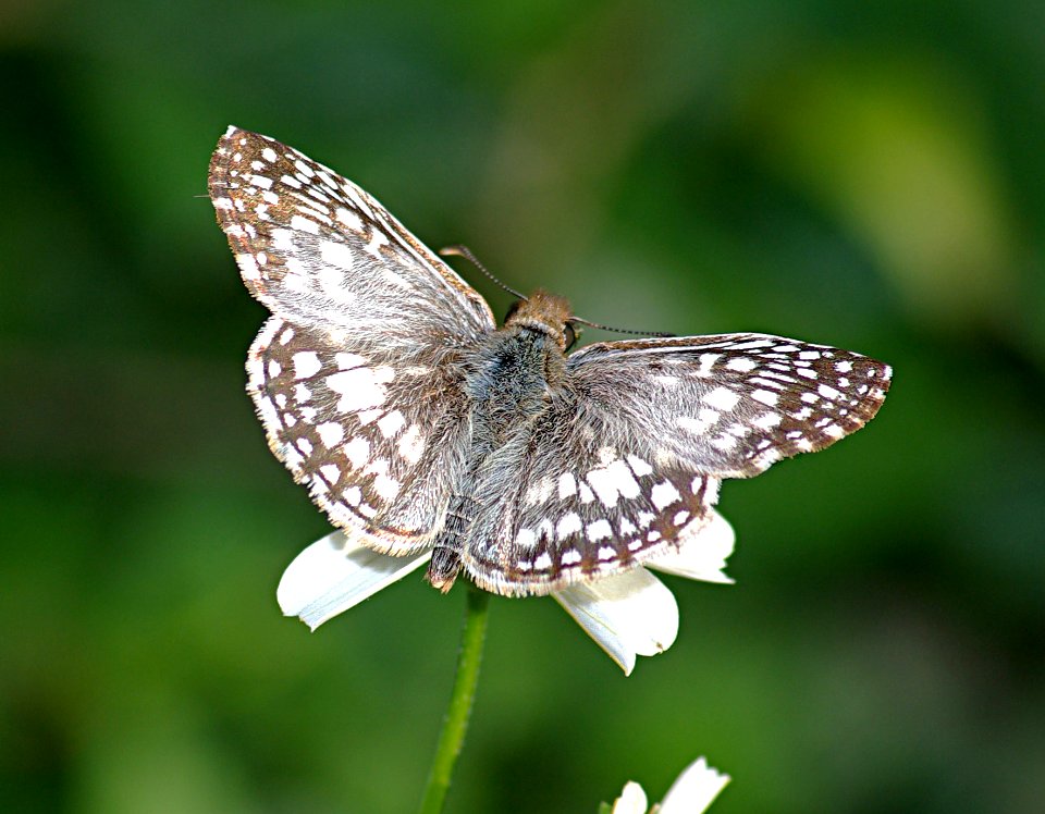 CHECKERED-SKIPPER, TROPICAL (pygus oileus) (1-10-09) weslaco, tx -2
