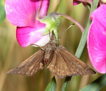 DUSKYWING, PACUVIUS (Erynnis pacuvius) (6-15-2014) fr 19N01, thompson ridge, 4 m n-e of happy camp, siskiyou co, ca  (3)