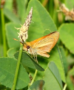 SKIPPER, SUNRISE (Adopaeoides prittwitzi) (6-5-11) santa cruz river, san rafael grasslands, scc, az