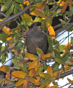 941 - BRONZED COWBIRD (5-14-11) pena blanca lake, scc.az