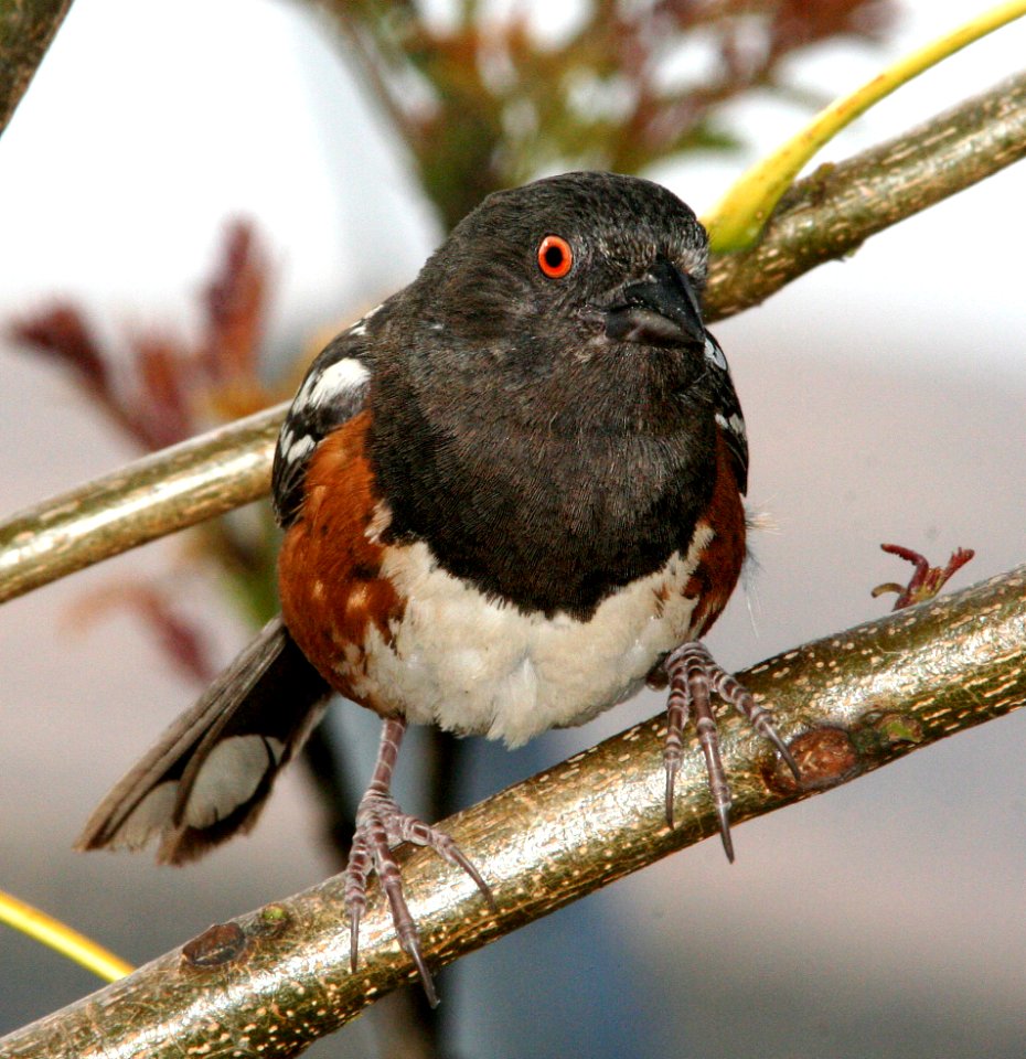 860 - SPOTTED TOWHEE (5-25-09) canet rd, slo co, ca