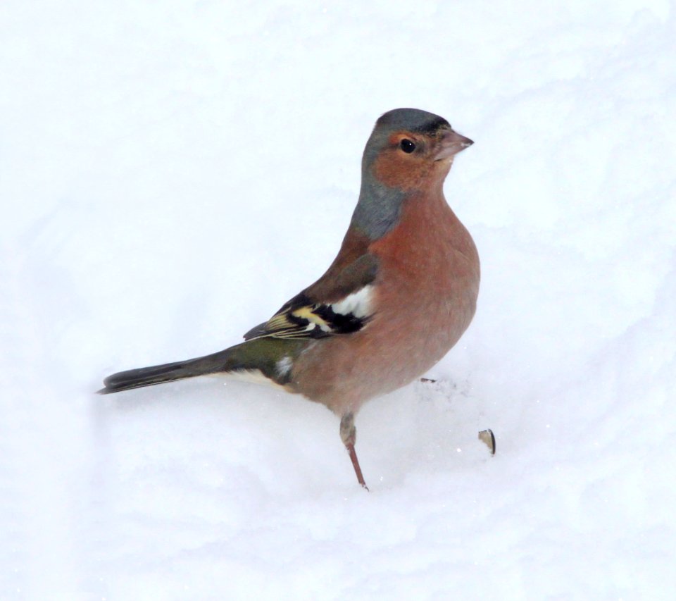 953 - COMMON CHAFFINCH (2-13-11) Placentia, Newfoundland  (1)