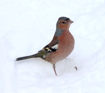 953 - COMMON CHAFFINCH (2-13-11) Placentia, Newfoundland (1) photo
