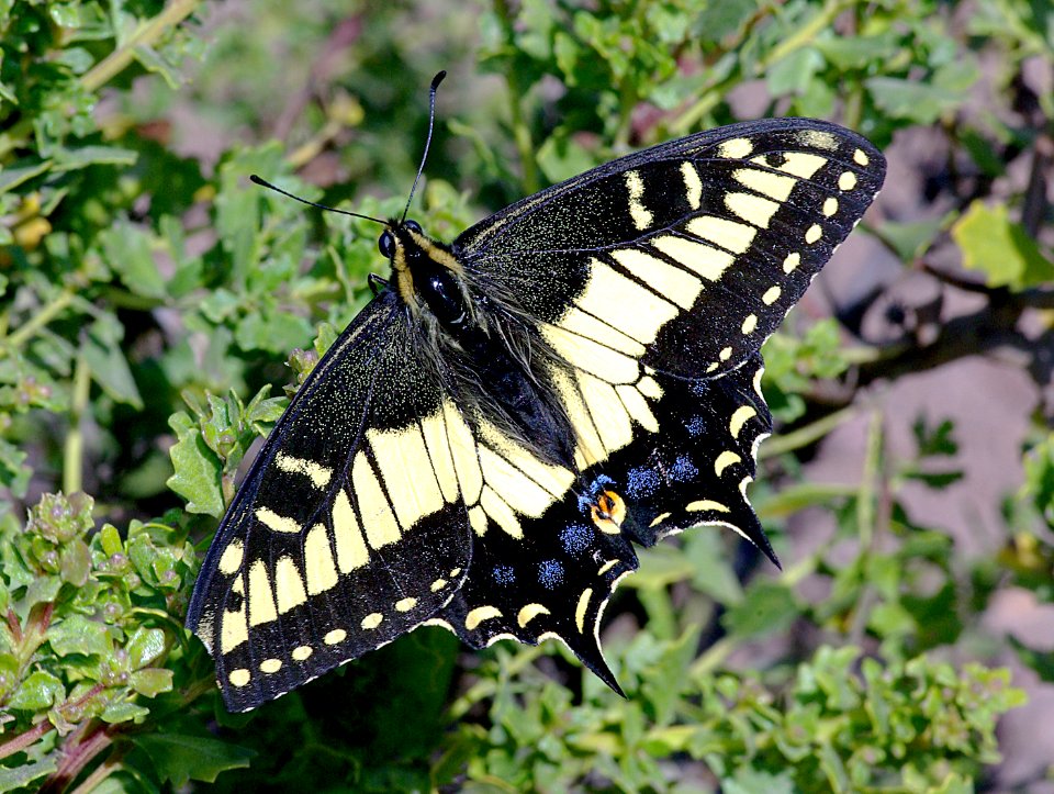 SWALLOWTAIL, ANISE  (Papilio zelicaon) (8-25-08) black hill, morro bay, slo co, ca (2)