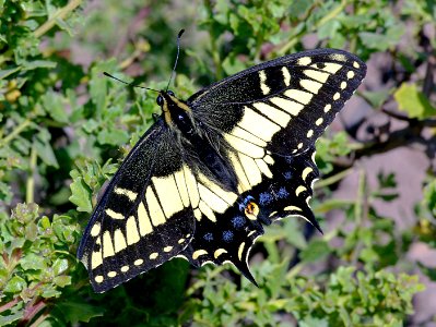 SWALLOWTAIL, ANISE  (Papilio zelicaon) (8-25-08) black hill, morro bay, slo co, ca (2)