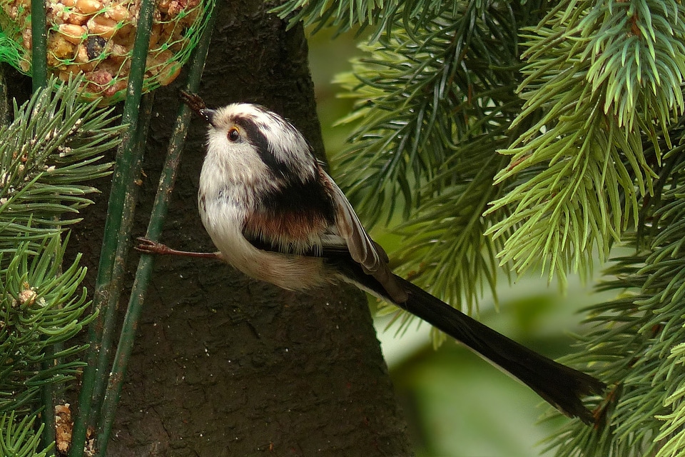 Long tailed tit foraging garden