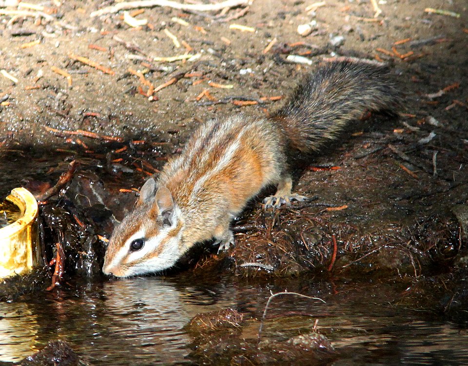 CHIPMUNK, MERRIAM'S (tamias merriami) (9-30-09) cottonwood springs, carrizo plain national monument , slo co, ca -01