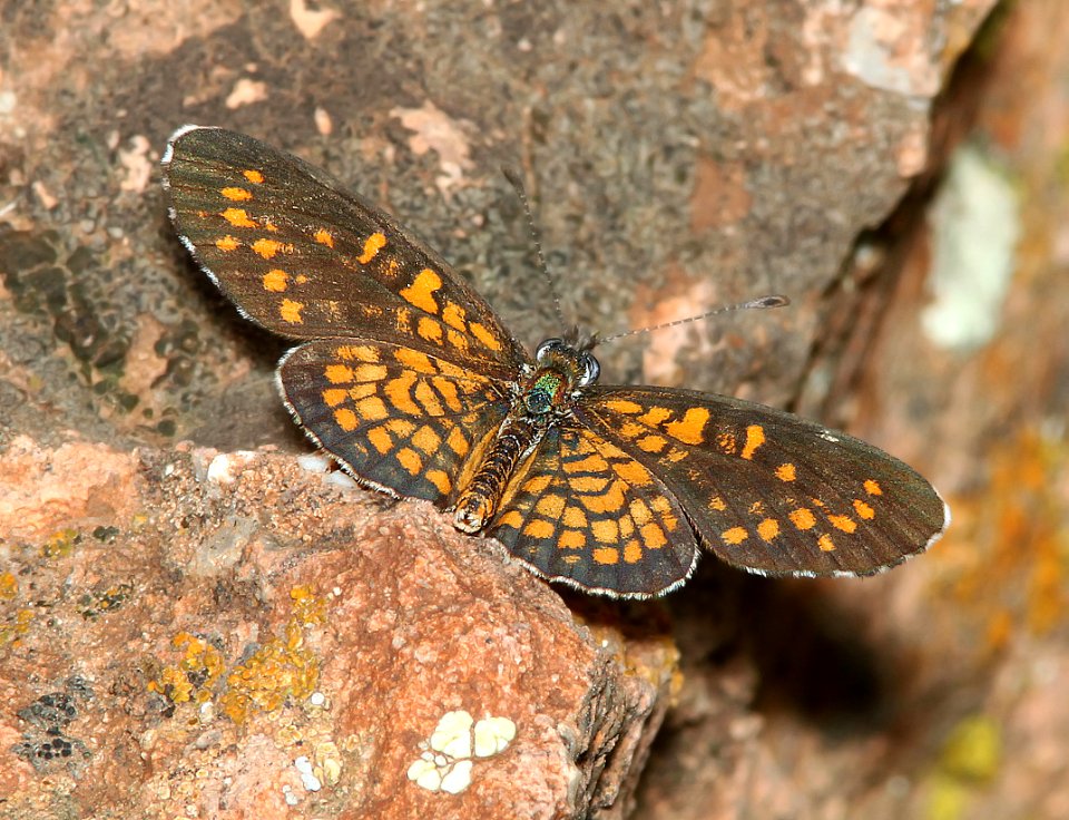 CHECKERSPOT, TINY (Dymasia dymas) (7-28-11) harshaw road, scc, az