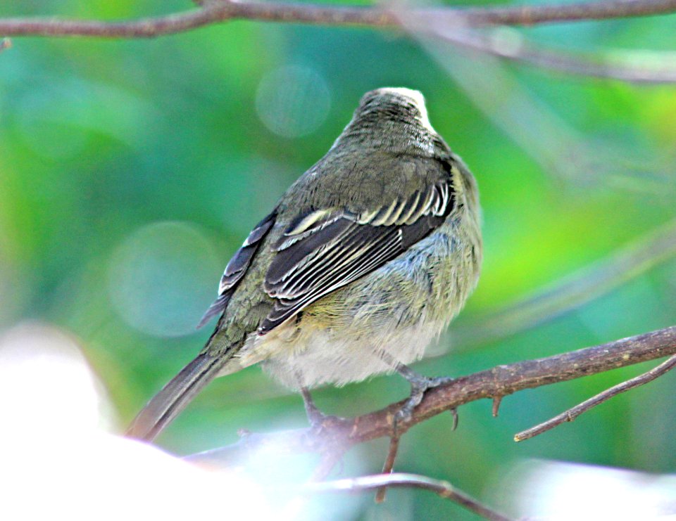 854 - WESTERN SPINDALIS (3-7-13) botanical garden, key west, fl  (3)