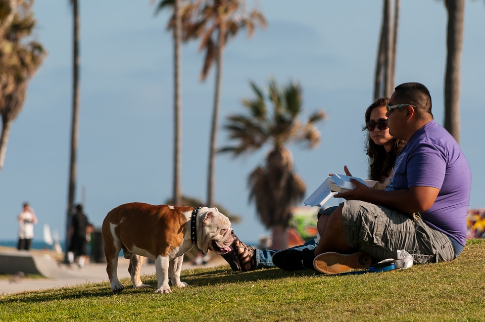 Dog prato relaxation