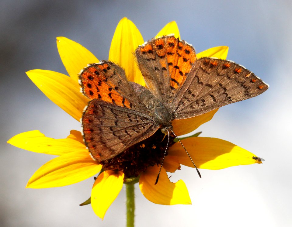 METALMARK, ARES (Emesis ares) (9-7-12) harshaw road, patagonia mts, scc, az  (3)