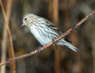 970 - PINE SISKIN (12-20-10) paton's, patagonia, scc, az