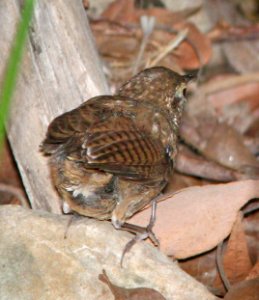 700 - SINALOA WREN (9-6-13) huachuca cyn, huachuca mts, cochise co, az -09